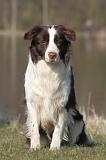 BORDER COLLIE 1462
